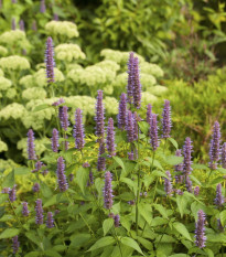 Agastache feniklová - Agastache foeniculum - semená agastache - 250 ks