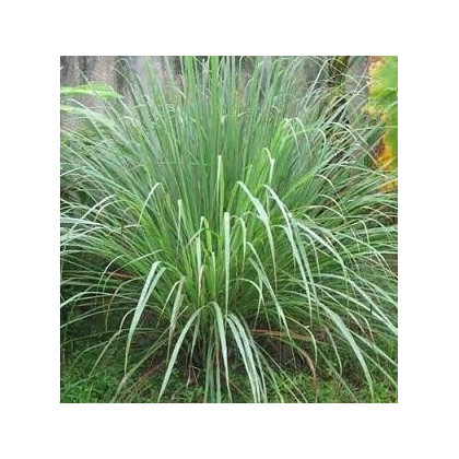 Citrónová tráva pravá - Voňatka winterová - Cymbopogon winterianus - semená trávy - 20 ks