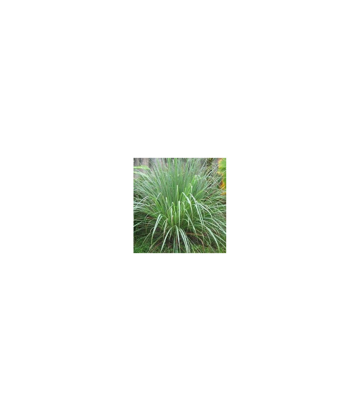 Citrónová tráva pravá - Voňatka winterová - Cymbopogon winterianus - semená trávy - 20 ks