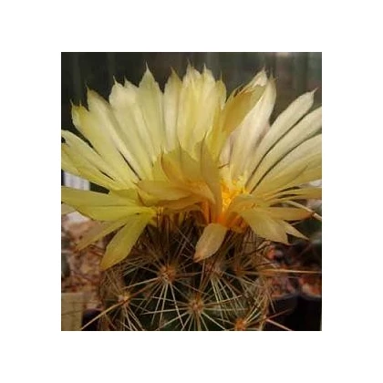 Kaktus Coryphantha bergeriana - semená kaktusu - 5 ks
