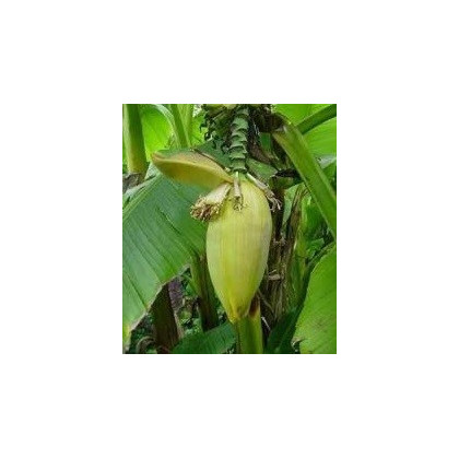 Banánovník Bau - Musa bauensis - semená banánovníka - 3 ks