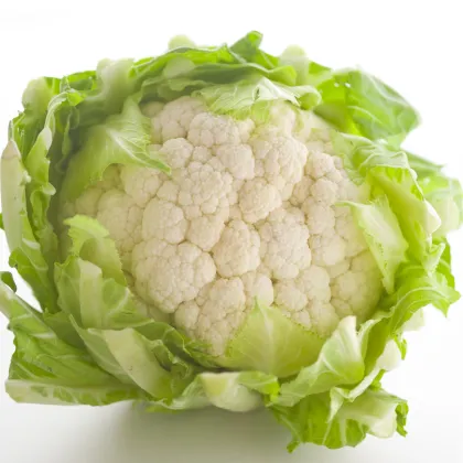 Karfiol skorý Erfurter Zwerg - Brassica oleracea var. botrytis - semená karfiolu - 120 ks