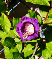 Kobea popínavá modrá - Cobaea scandens - semená kobey - semiačka - 0,5 gr