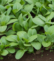 Zelená horčica Komatsuna - Brassica rapa var. komatsuna - semená horčice - 20 ks