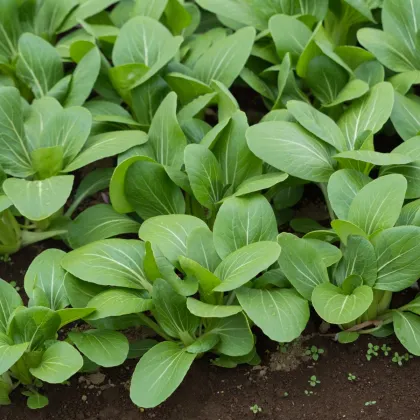 Zelená horčica Komatsuna - Brassica rapa var. komatsuna - semená horčice - 20 ks