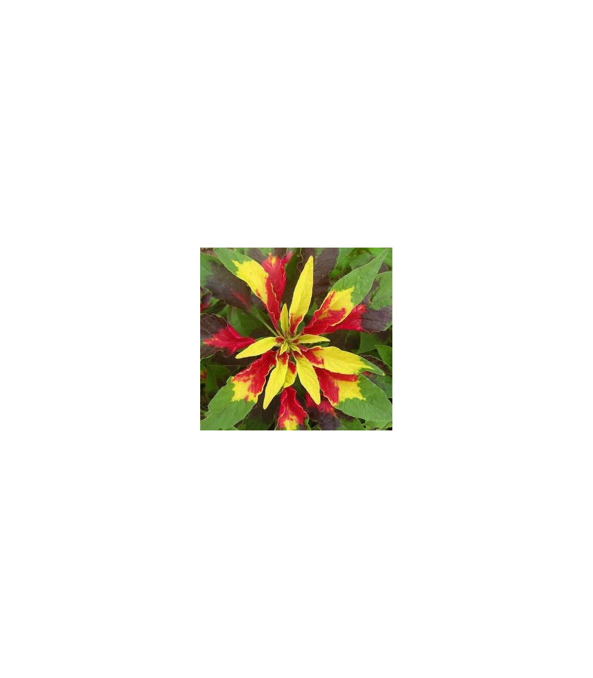 Láskavec trojfarebný - Amaranthus tricolor - semená láskavca - semiačka - 0,2 gr