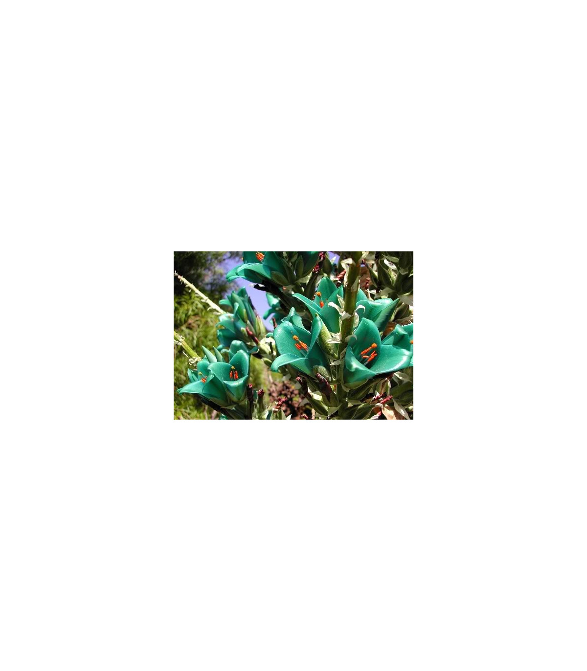 Puja Berteroniana - Puya berteroniana - semená puji - 5 ks