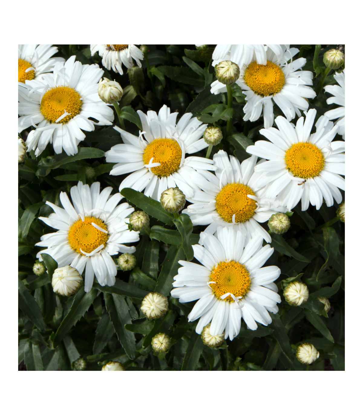 Margaréta biela Hviezda z Antverp - Chrysanthemum leucanthemum max. - semená - 0,4 g