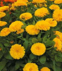 Nechtík lekársky žltý - Calendula officinalis - semená nechtíka - 30 ks