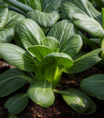 Pak Choi Hanakan F1 - Brassica rapa var rosularis - semená pak choi - 70 ks