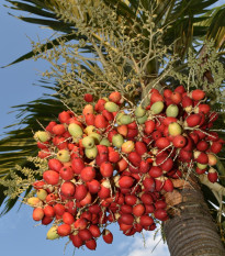 Palma - Carpentaria acuminata - semená palmy - 4 ks