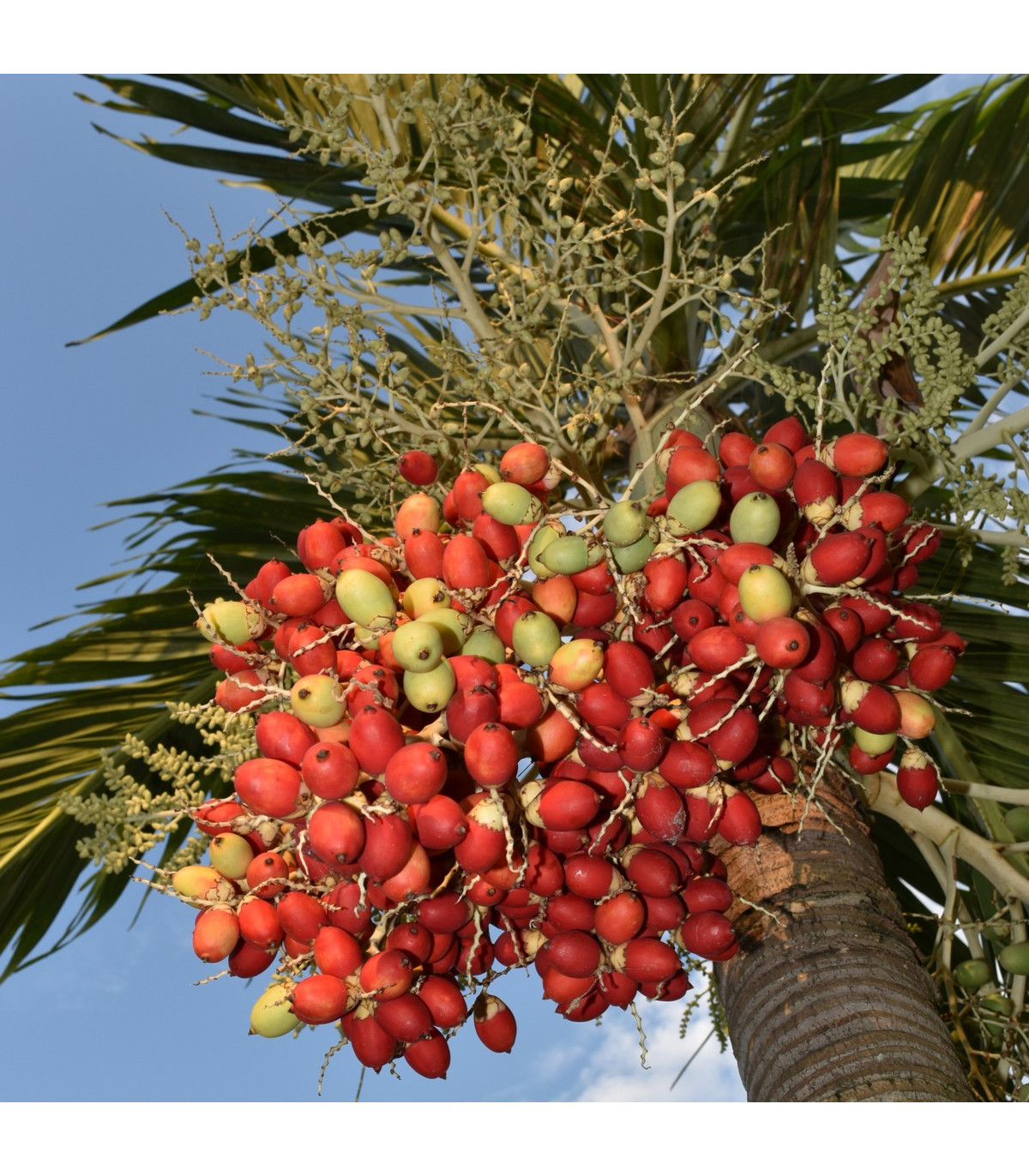 Palma - Carpentaria acuminata - semená palmy - 4 ks