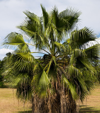 Palma Washingtonia vláknitá - Washingtonia filifiera - semená palmy - semiačka - 3 ks