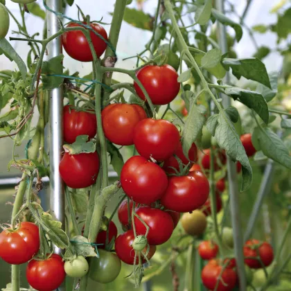 Paradajka koktailová Cerise – Solanum lycopersicum – semená paradajok – 10 ks