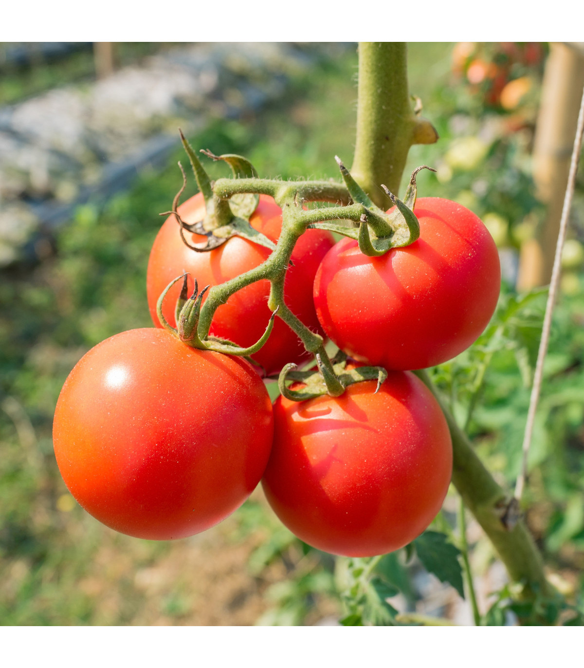 Paradajka Karkulka - Solanum lycopersicum - semená paradajky - 20 ks