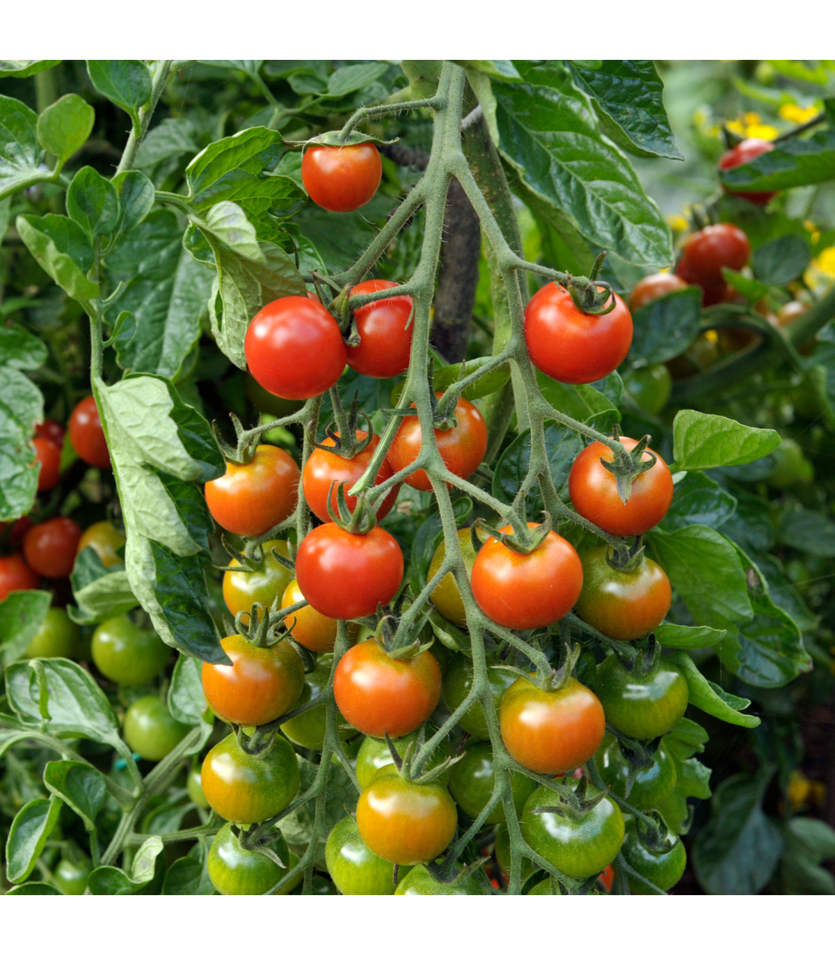Rajčiak kolíkový hybridný Sweet Million - semená paradajky - 5 ks