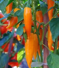 Chilli Bulharská mrkva - Capsicum annuum - semená - 6 ks