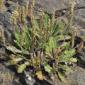 Skorocel Minutina - Plantago coronopus - semená skorocela - 500 ks