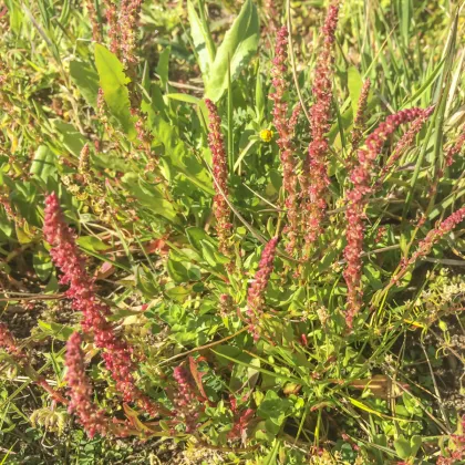 Štiav záhradný - Rumex patientia - semená štiavu - 20 ks