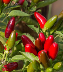 Chilli Jalapeno - Capsicum Annuum - semená - 6 ks