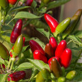 Chilli Jalapeno - Capsicum Annuum - semená - 6 ks