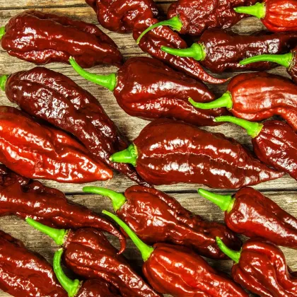 Chilli Bhut Jolokia hnedé - Capsicum Chinense - semená - 5 ks