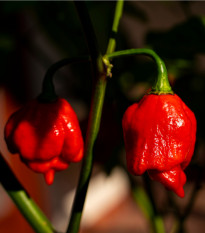 Chilli Trinidad Scorpion Moruga - Capsicum chinense - semená chilli - 5 ks