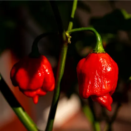 Chilli Trinidad Scorpion Moruga - Capsicum chinense - semená chilli - 5 ks