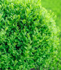 Krušpán vždyzelený - Buxus sempervirens - semená krušpánu - 10 ks