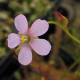 Rosička Dielsiana - Drosera dielsiana - semená - 15 ks