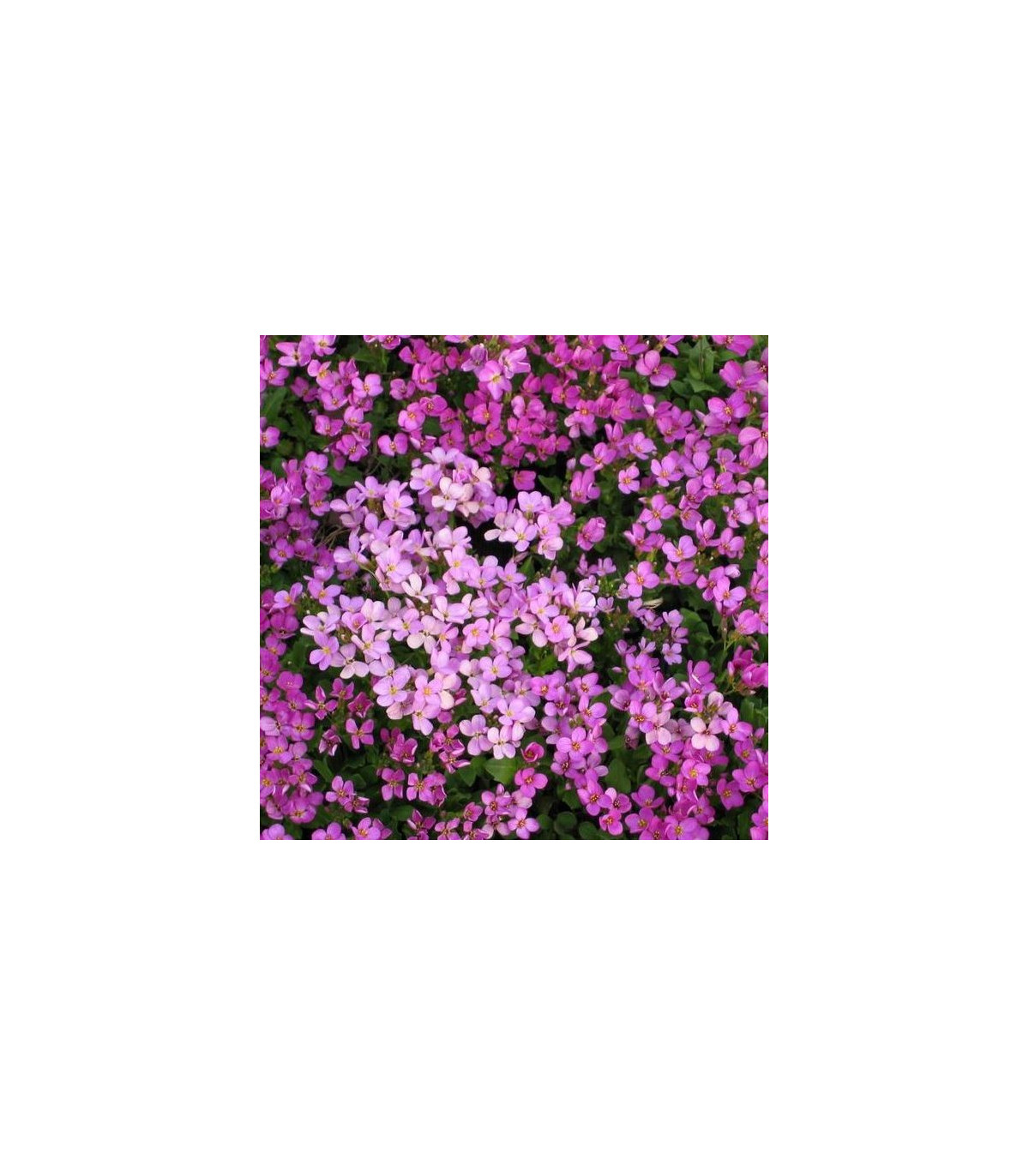 Arábka arendsova ružová - Arabis arendsii - semená - 110 ks