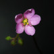 Rosička nidiformis - Drosera nidiformis - semená - 15 ks