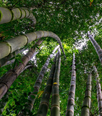 Kráľ bambusov - Phyllostachys edulis - semená bambusov - 3 ks