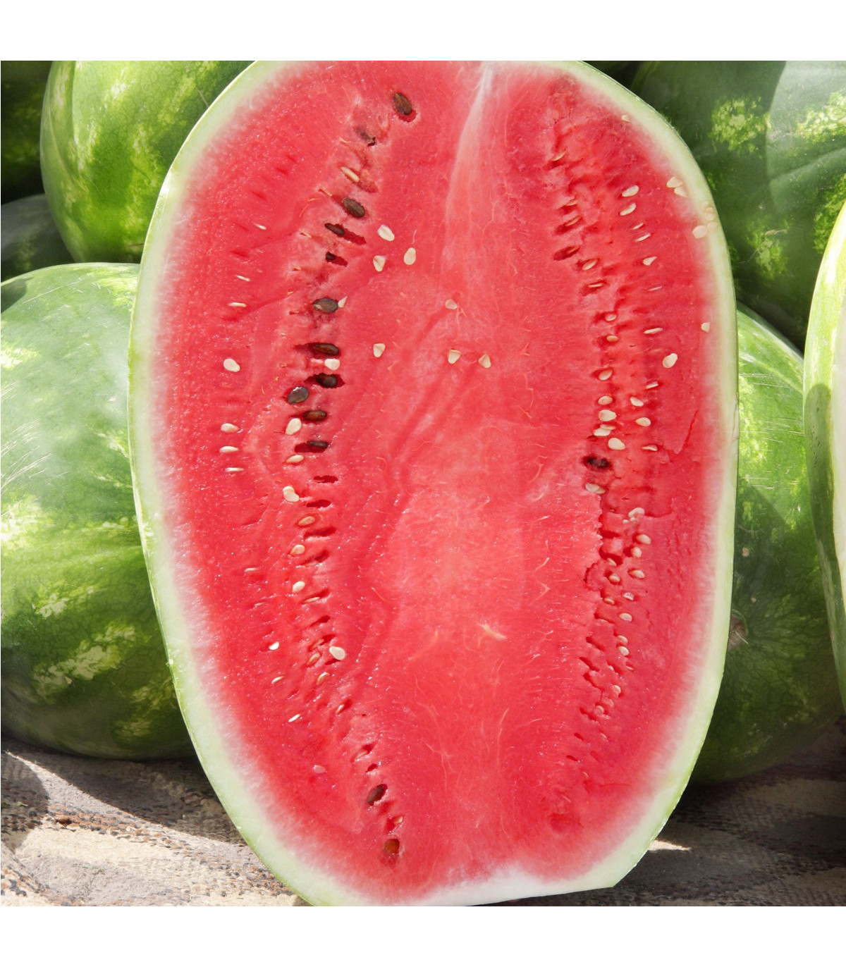 Melón vodný Lajko F1 - Citrullus lanatus - semená melónu - 5 ks
