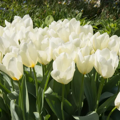 Tulipán Purissima - cibuľky tulipánov - 3 ks