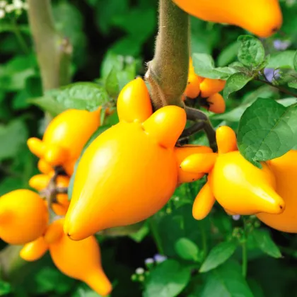 Solanum mammosum - Solanum mammosum - semená solana - 5 ks