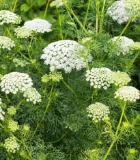 Parasca väčšia - Ammi majus - semená parasce - 150 ks