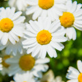 Margaréta balkónová biela - Chrysanthemum paludosum - semená - 500 ks