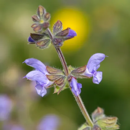 Šalvia železníkovitá - Salvia verbenaca - semená šalvie - 50 ks