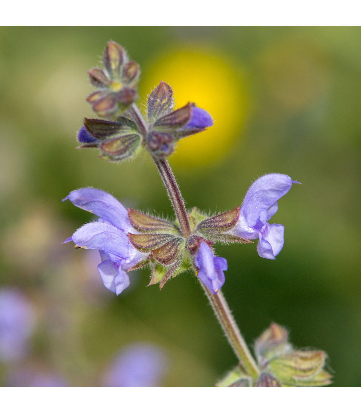 Šalvia železníkovitá - Salvia verbenaca - semená - 50 ks