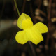 Bublinatka šidlovitá - Utricularia subulata - semená bublinatky - 15 ks