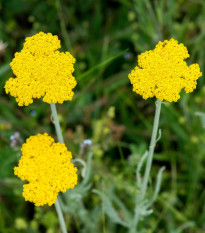 Rebríček túžobníkový Parkers žltý - Achillea filipendulina - semená - 900 ks