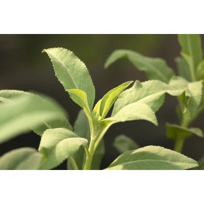 Šalvia biela - Salvia apiana - semená - 10 ks