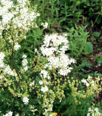 Túžobník obyčajný - Filipendula vulgaris - semená - 0,3 g