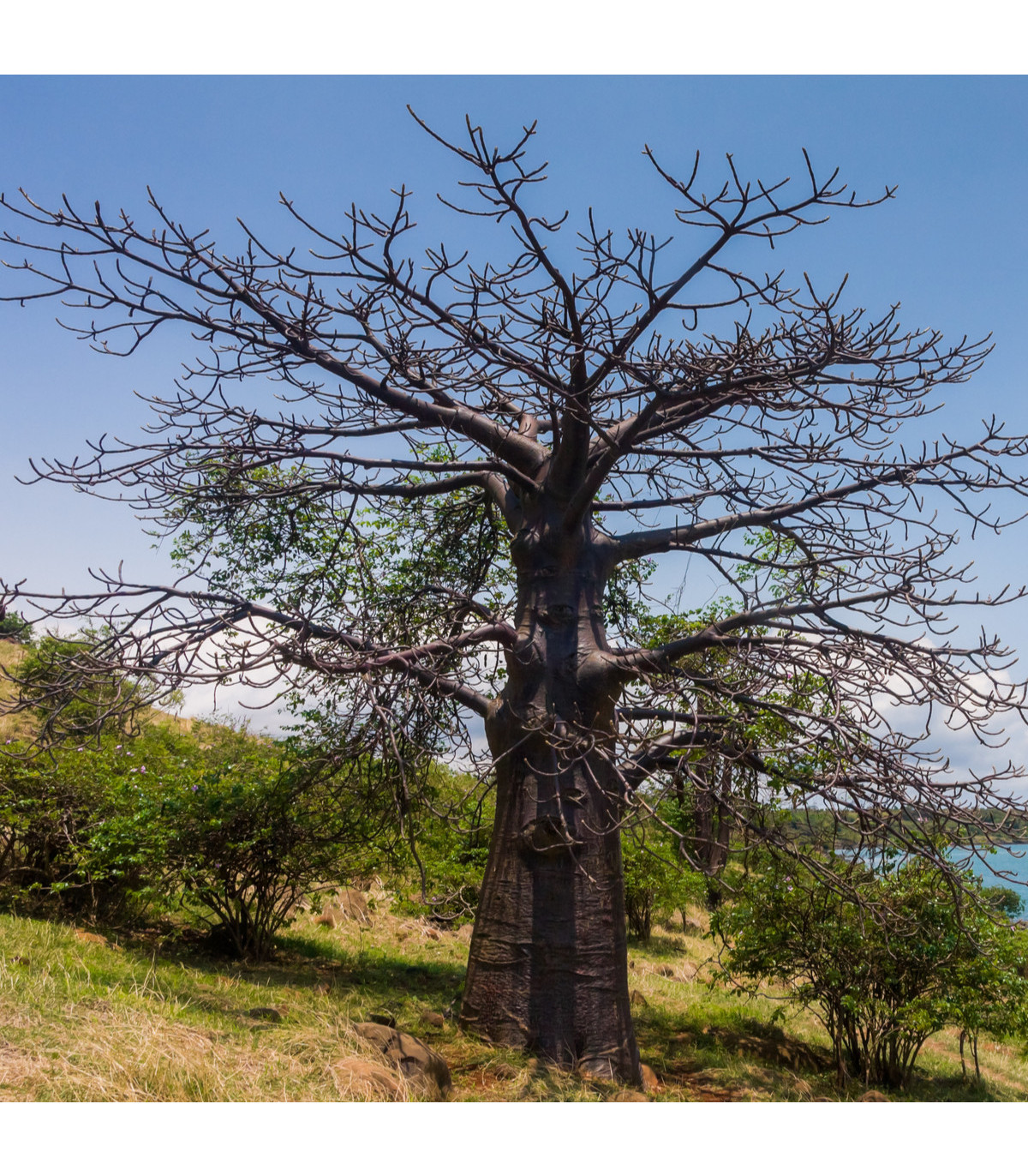 Fľaškovník - Adansonia suarezensis - baobab - semená - semiačka - 2 ks