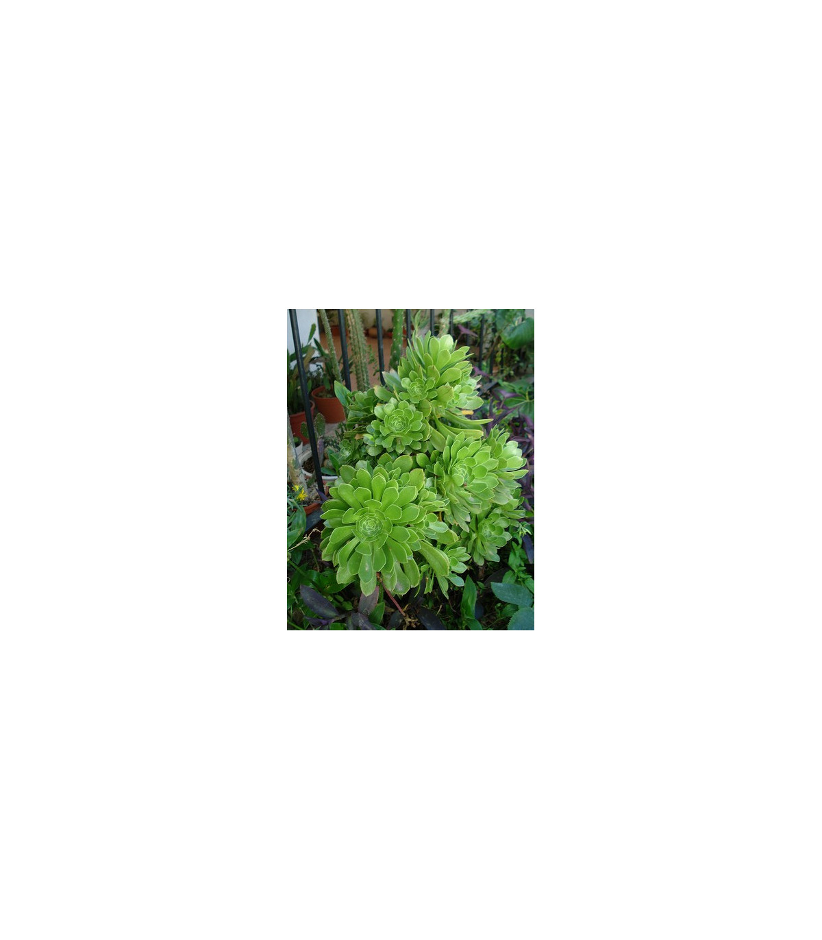 Ružicovka - Aeonium - semená ružicovky - 5 ks