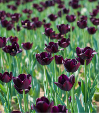 Tulipán Queen of Night - cibuľoviny z Holandska - 3 ks