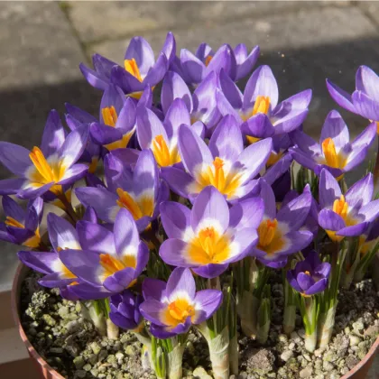 Krókus Tricolor - Crocus Tricolor - hľuzy krókusu - 3 ks