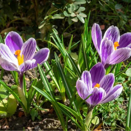 Krókus King of striped - Crocus vernus - hľuzy krókusu - 3 ks