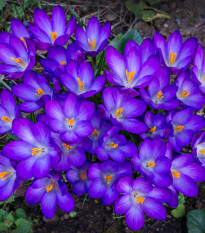 Krókus Tomasiniho Ruby Giant - Crocus tommasinianus - cibuľoviny - 3 ks